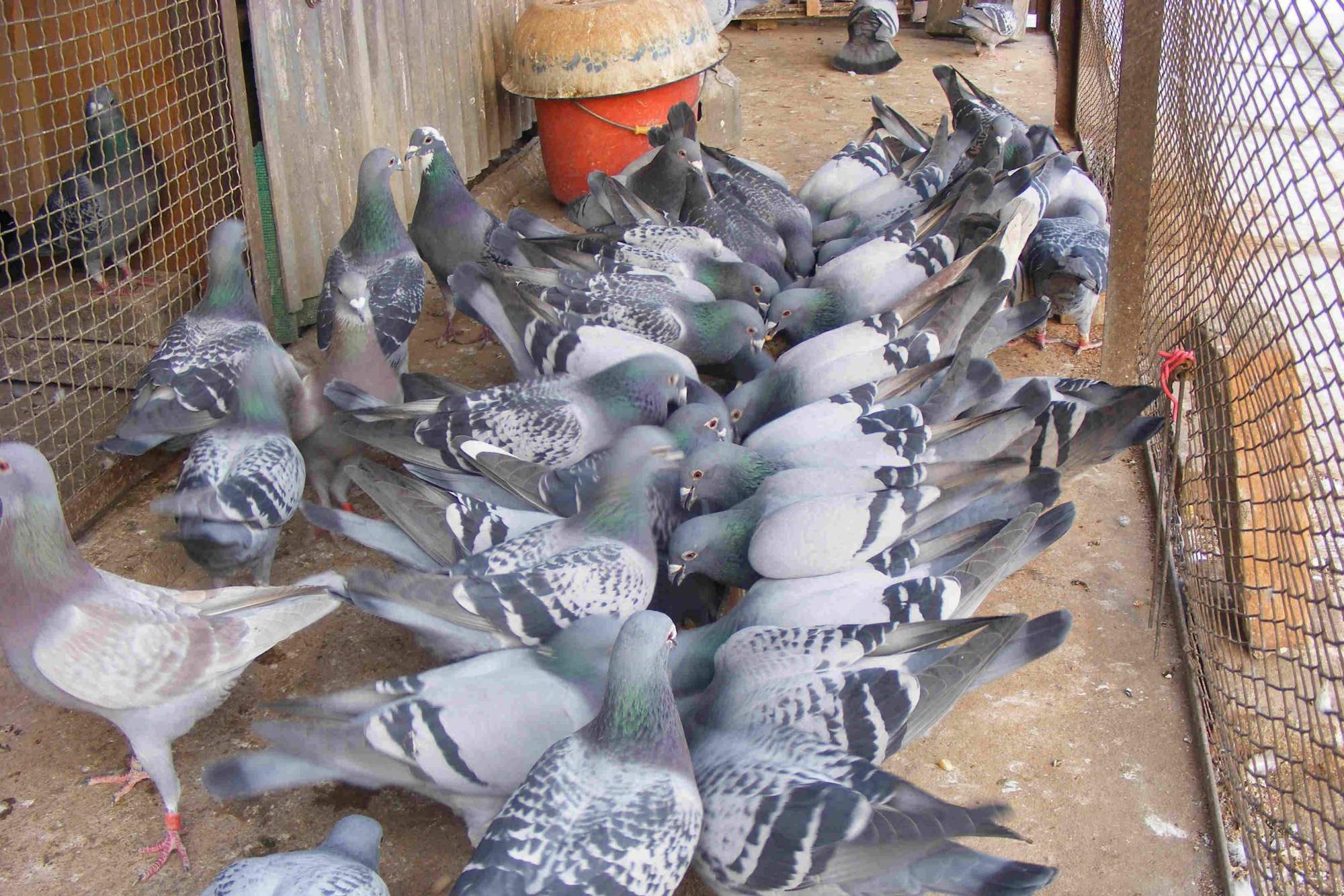 农民养鸽子越来越少怎么样,看看是哪些原因,对症下药轻松解决!